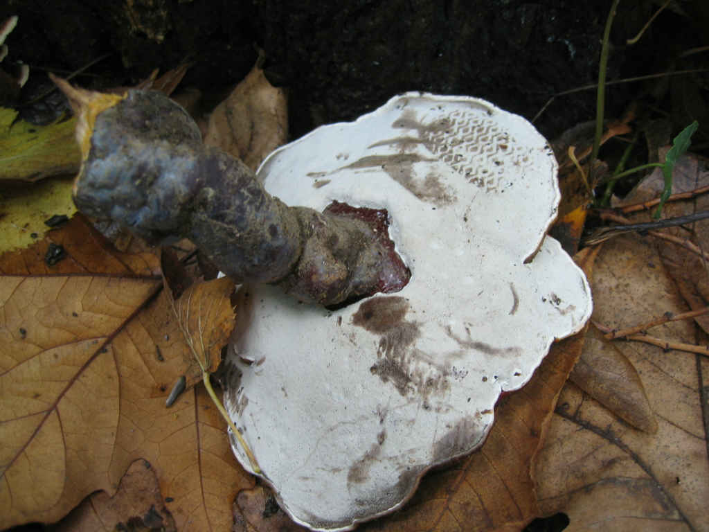 2005 :  Un anno di funghi